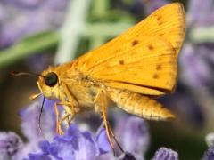 (Fiery Skipper) female underside