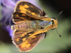 (Fiery Skipper) female upperside