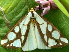 (Reversed Haploa Moth) upperside