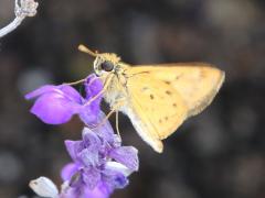 (Fiery Skipper) male underside