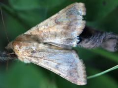 (Corn Earworm Moth) upperside