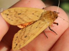 (Isabella Tiger Moth) male upperside