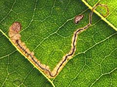 (Stigmella Leafminer Moth) backlit mine on Purple Joe Pye Weed