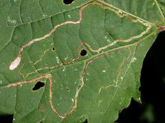 (Grape Leafminer Moth) upperside mine on Riverbank Grape