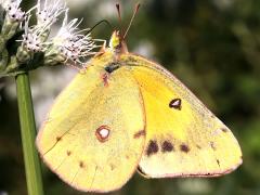 (Orange Sulfur) underside