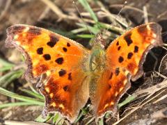 (Eastern Comma) upperside