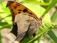 (Question Mark) summer form underside