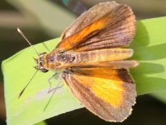 (Least Skipper) upperside