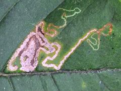 (Wafer Ash Leafminer Moth) upperside mine on Wafer Ash