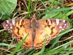 (American Lady) upperside