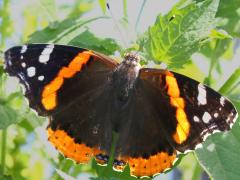 (Red Admiral) upperside