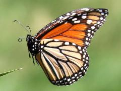 (Monarch) male flying