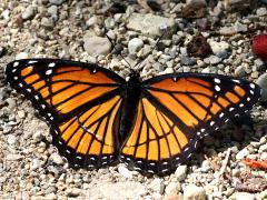 (Viceroy) upperside