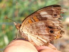 (Common Buckeye) underside