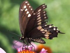 (Black Swallowtail) male underside