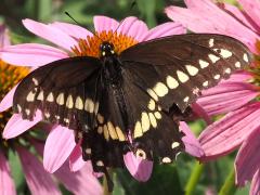 (Black Swallowtail) male upperside