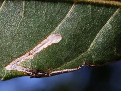 (Walnut Leafminer Moth) upperside mine on Black Walnut