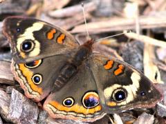 (Common Buckeye) upperside