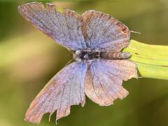 (Eastern Tailed Blue) upperside