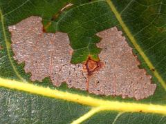 (Parornix Leafminer Moth) upperside mine on White Oak