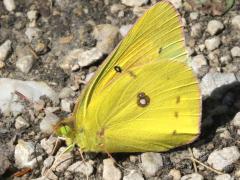 (Orange Sulfur) male underside