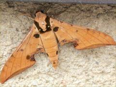 (Ochreous Gliding Hawkmoth) male