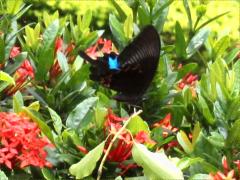 (Paris Peacock Swallowtail) underside