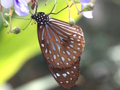 (Dark Blue Tiger) underside