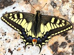 (Old World Swallowtail) upperside