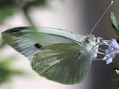 (Large White) underside