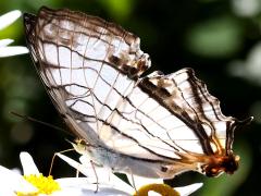 (Common Mapwing) underside