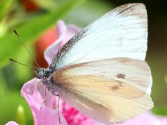 (Cabbage White) underside