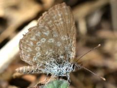 (Pale Grass Blue) okinawana underside