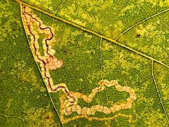 Platani Leafminer Moth upperside mine on Oriental Plane