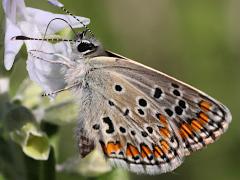 (Brown Argus) underside