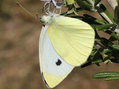 (Cabbage White) underside