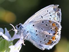 (Common Blue) underside