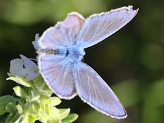 (Common Blue) upperside