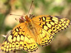 (Variegated Fritillary) upperside