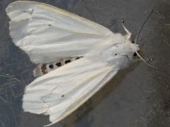 (Virginian Tiger Moth) female upperside