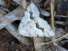 (Signate Looper Moth) upperside