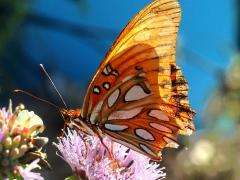 (Gulf Fritillary) underside