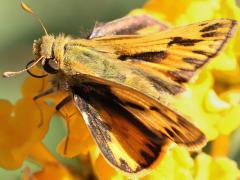 (Fiery Skipper) male lateral