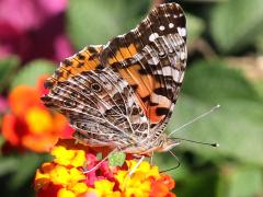 (Painted Lady) underside