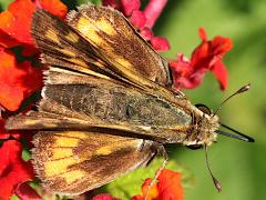 (Fiery Skipper) four upperside