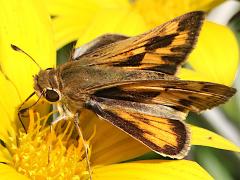 (Fiery Skipper) three lateral