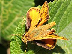 (Fiery Skipper) upperside