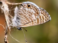 (Marine Blue) underside