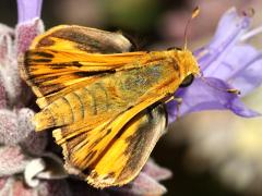 (Fiery Skipper) upperside