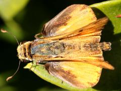 (Fiery Skipper) upperside